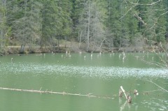 Gyalogtúrák :: Gyilkos-tó :: IMG_4554.jpg :: 