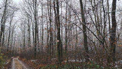 Teljesítménytúrák :: Péceli dombok között :: 20251122_101008.jpg :: 