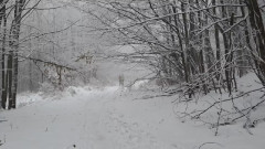 Teljesítménytúrák :: Szombati kétműszakos :: erdő.mp4 :: 