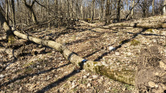 Teljesítménytúrák :: Bükki Kilátások :: IMG_20260307_101348570_HDR.jpg :: 